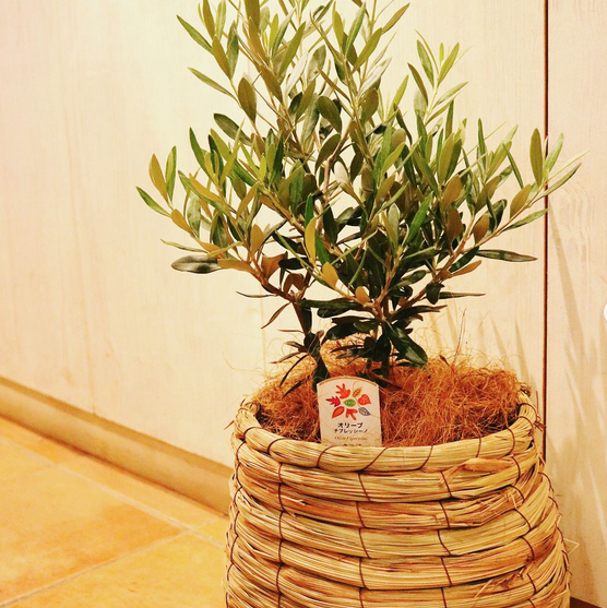 開店祝いイメージ